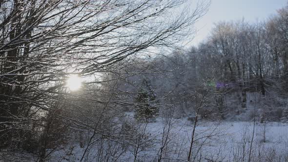 The Sun is Breaking Through the Branches of Snowcovered Trees alt