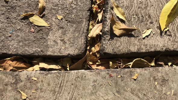Beautiful golden brown dry leaves lie in the cracks of a sidewalk. Autumn fall in Mexico City. Close alt