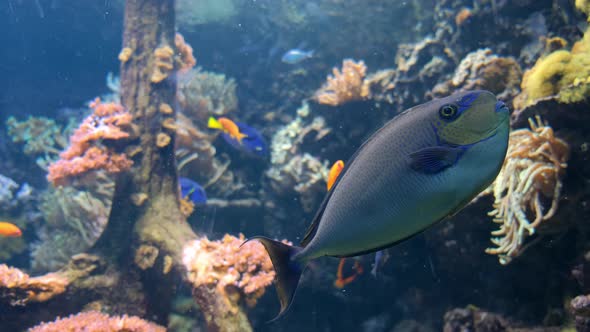 Blue Fish in Big Aquarium