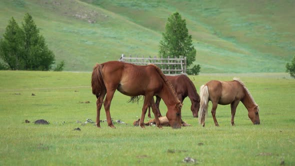 Grazing Horses on Mountain Pastures in Mongolia alt