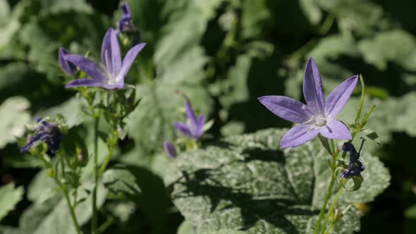 Campanula poscharskyana plant in the garden 4K 2160p 30fps ultraHD footage - Close-up of Serbian Bel alt