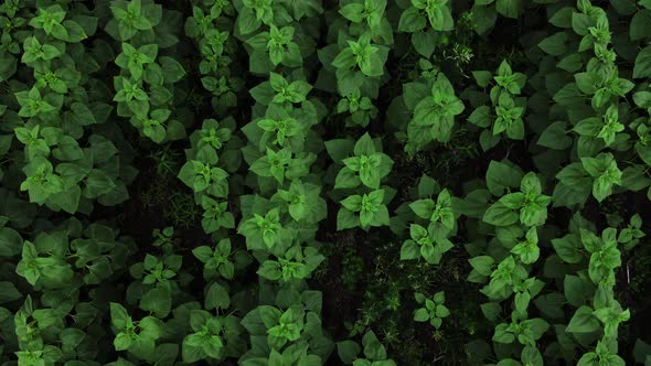 Drone shot over young sunflower rots swaying in the wind alt