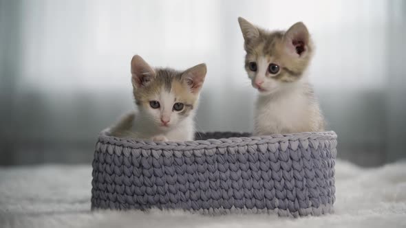 Two Funny Kittens are Sitting in a Gray Wicker Basket and are Actively Looking Around alt