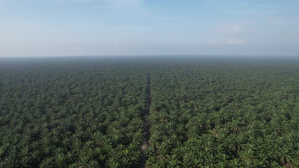 Aerial View of The Palm Oil Estates alt