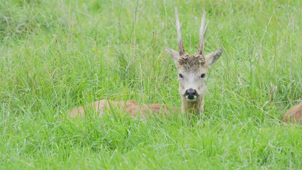 Fallow Deer Is Lying in Grass and Chewing Something. Dama Dama, Ruminant Mammal, alt