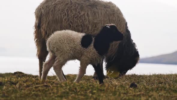 Lamb Walking Along As Sheep Grazes alt