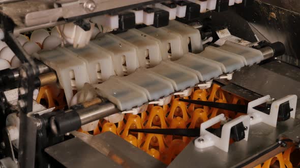 Machine puts eggs in orange trays industrial process alt