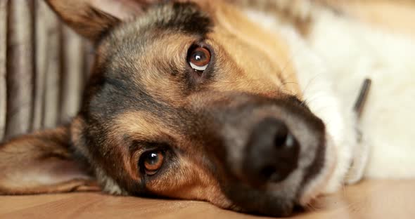 Bored Tired Dog Is Lying On Floor Of A House. Funny Portrait Of A Pet.