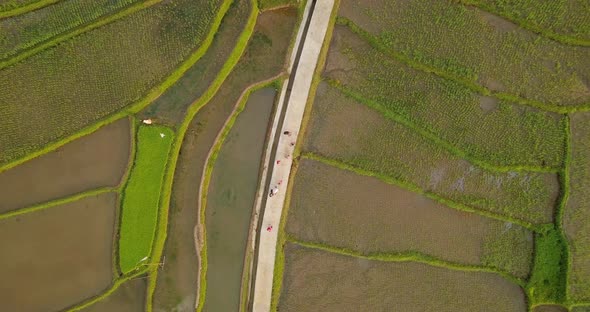 Descending top down shot of children playing in Rice Field during sunny day - Central Java,Indonesia alt