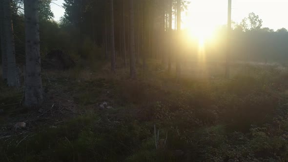 Misty Morning Misty Forest Glade at Sunrise