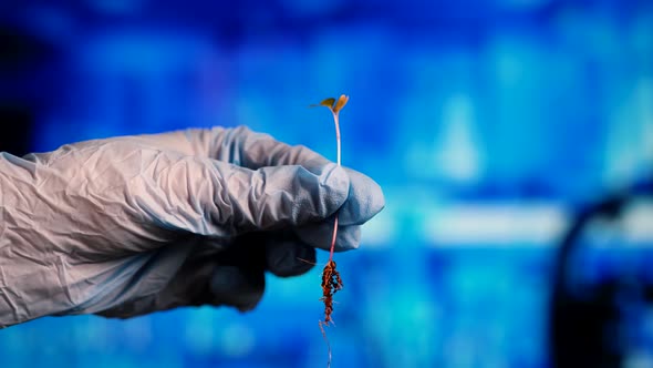 Scientist in Gloves Examining the Roots of Fresh Microgreens Closeup alt