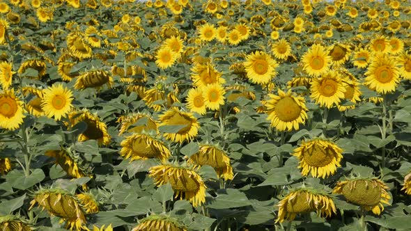 Many sunflower Helianthus annuus plant  heads slow-mo video alt
