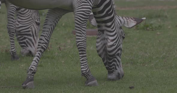 Zebra Grazes on the Green Grass alt