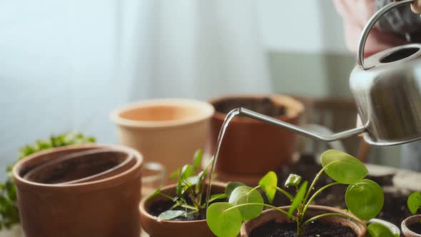 Crop female gardener watering plants alt