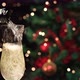 Christmas Champagne Christmas Decoration New Year's Eve - VideoHive Item for Sale