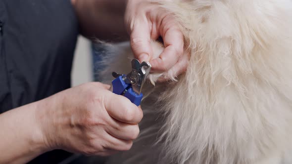 Pet Groomer Cuts Claws of Pomeranian with Claw Cutter Closeup alt