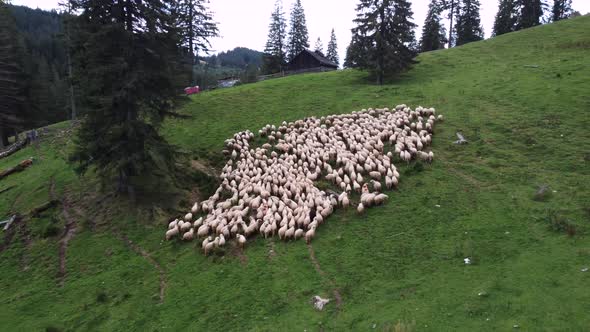 Aerial Drone Shot Fying Over a Flock of Sheep in Endless Stepps Landscape