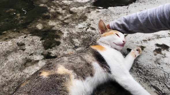 Affectionate Cat Being Stroked By Owner Whilst Laid On Floor. Slow Motion alt