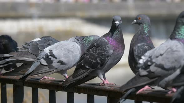 Group of Pigeons resting on railing in nature during sunlight - panning shot alt