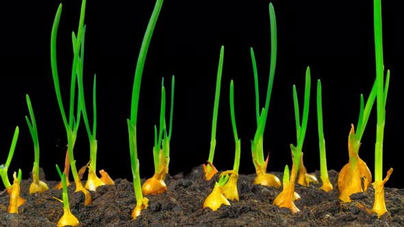 Growing spring onions, time-lapse with alpha alt