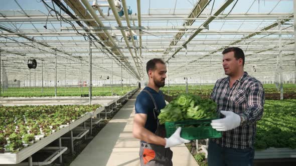 Farm Worker Holding and Walking with a Box of Green Salad alt
