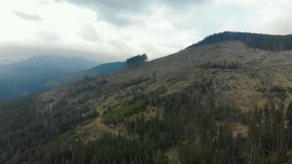 Environmental Problem, Illegal Deforestation in the Carpathians