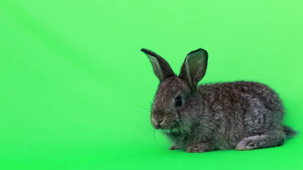 little rabbit symbol of easter alt