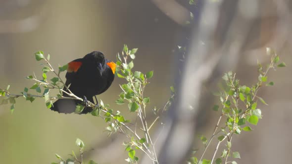 Red Winged Black Bird Mating Call Real Time