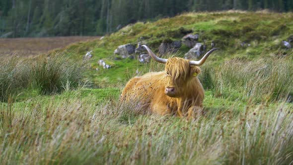 Highland cattle. They have long horns and long wavy coats that are colored black, brindle, red, yell alt