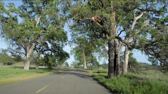 Ultra slow motion shot from car driving on road through park in California alt