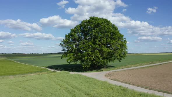Single tree at fields, Haller Ebene, Baden-Wuerttemberg, Germany alt