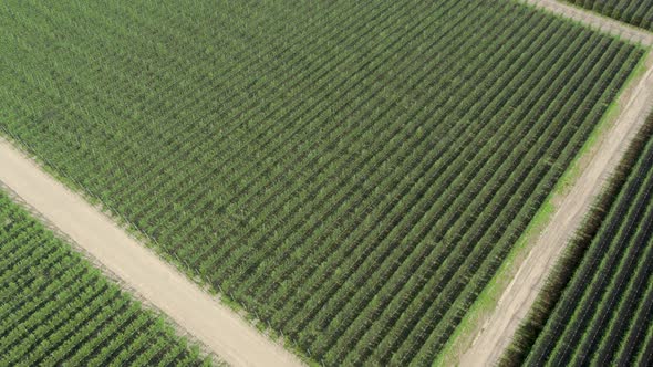 Bird eye view of well shaped plant field