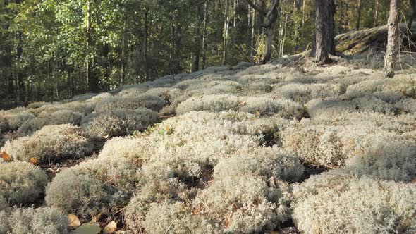 The Look of the White Reindeer Moss in Espoo Finland