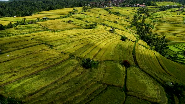 Rice Terraces in Asia alt