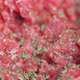 Fresh minced meat with spices - VideoHive Item for Sale