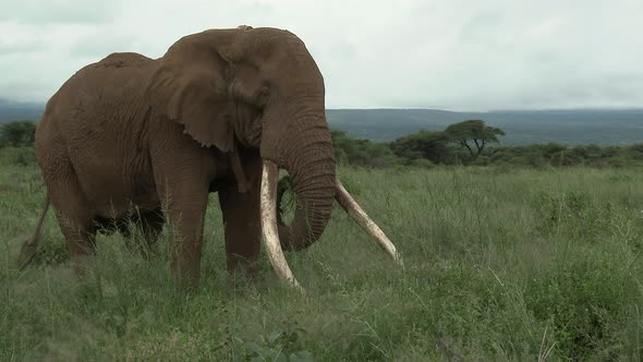 African Elephant (Loxodonta africana) lock shot of big bull "Tusker" with huge tusks, eating, in the alt