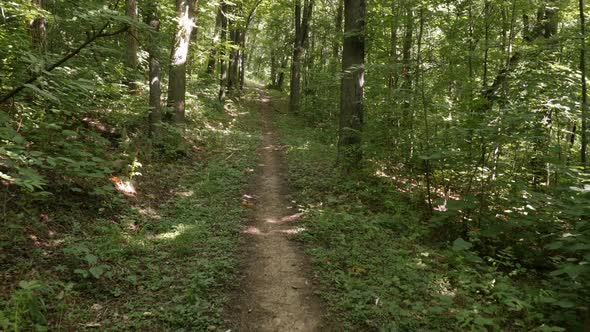 Walking on forest trail POV 4K footage