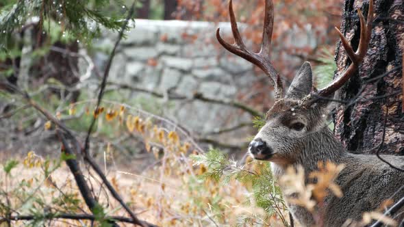 Deer with Big Antlers Portrait California Wildlife Fauna alt