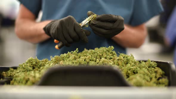worker trimming cannabis in Colorado alt