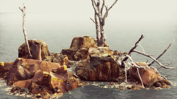 Dead Trees on the Pacific Ocean Rocks in Fog alt