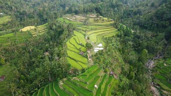 Aerial Above Rice Terraces