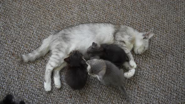 Mom cat next to kittens. Little kittens with mother on the one month of life alt