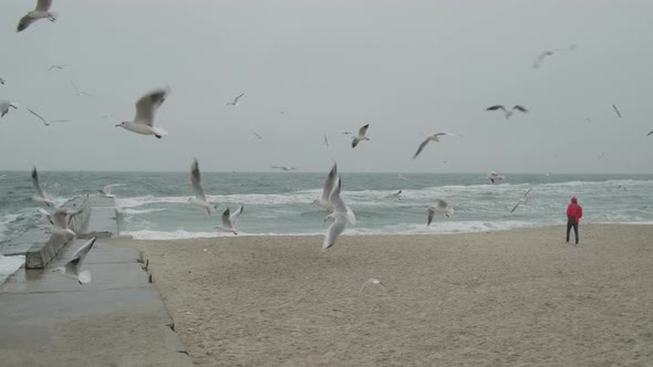 Many Seagulls Hover in the Air Above the Sandy Beach Cold Foggy Winter Sea with Strong Waves Wide