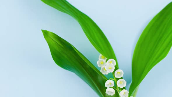 Small White Fragrant Lily of the Valley Flower with Green Leaves Lies alt