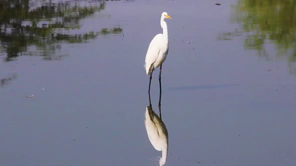 Beautiful Adorable white Indian heron looking for food in lake water I Indian white heron in lake st alt