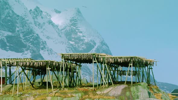 PANNING shot R2L of stockfish drying on wooden racks in winter, Reine, Norway alt