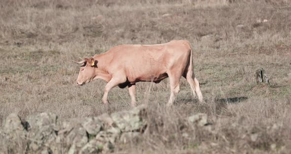 Alentejana Cow Walking In A Summer Field In Alentejo Province. Portalegre, Portugal - Slow Motion alt