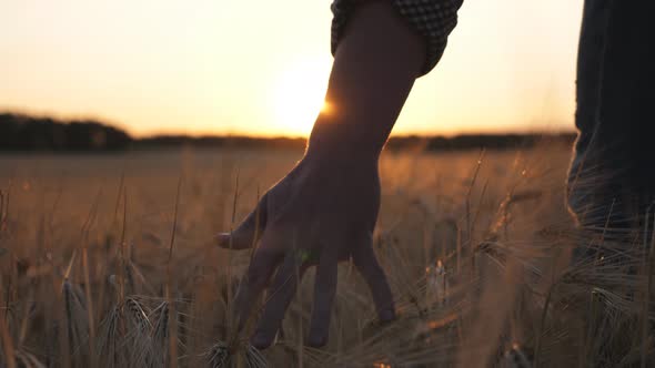 Close Up Male Arm of Agronomist Walks Through the Cereal Field and Touches with Hand Golden Ears of alt