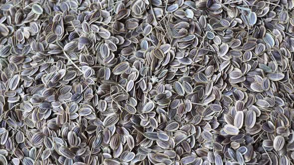 Rotation Fennel Seeds alt
