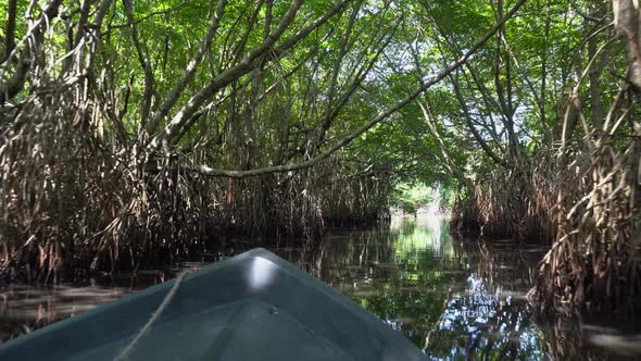 Virgin Mangrove Forest With Exotic Vegetation On River Banks